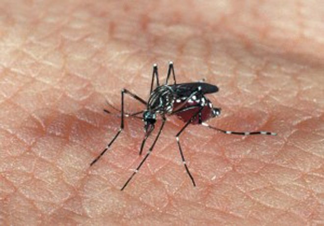 Vietnam se encamina a la erradicación del dengue ảnh 1 Vietnam se encamina a la erradicación del dengue ảnh 1