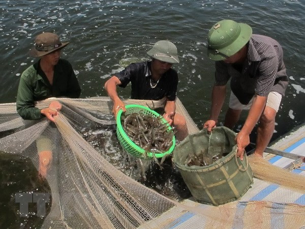 Vietnam aplicará tecnologías avanzadas en el cultivo de camarones ảnh 1 Vietnam aplicará tecnologías avanzadas en el cultivo de camarones ảnh 1