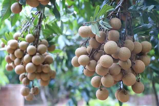 Exporta provincia vietnamita de Hung Yen primer lote de longan a Unión Europea ảnh 1 Exporta provincia vietnamita de Hung Yen primer lote de longan a Unión Europea ảnh 1