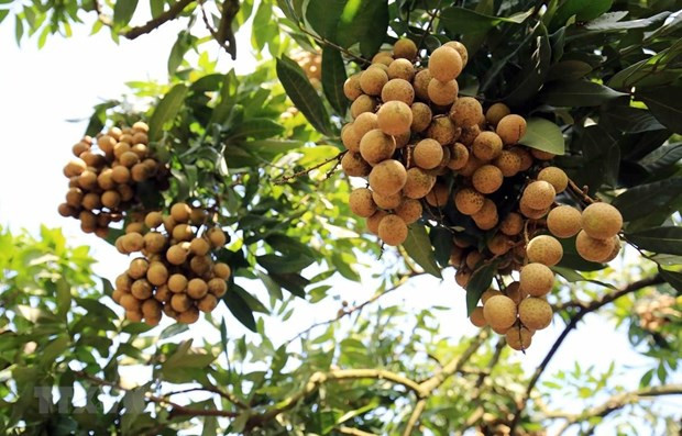 Empresas japonesas por importar longan vietnamita ảnh 1 Empresas japonesas por importar longan vietnamita ảnh 1