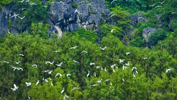 Vietnam promueve cooperación con Fondo Mundial para la Naturaleza ảnh 1