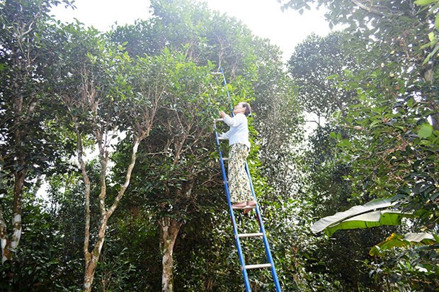 Jardines centenarios de té, orgullo de provincia vietnamita de Quang Tri ảnh 2 Jardines centenarios de té, orgullo de provincia vietnamita de Quang Tri ảnh 2