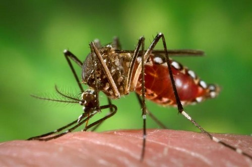 Intensifica Vietnam concienciación a población sobre lucha contra Zika ảnh 1