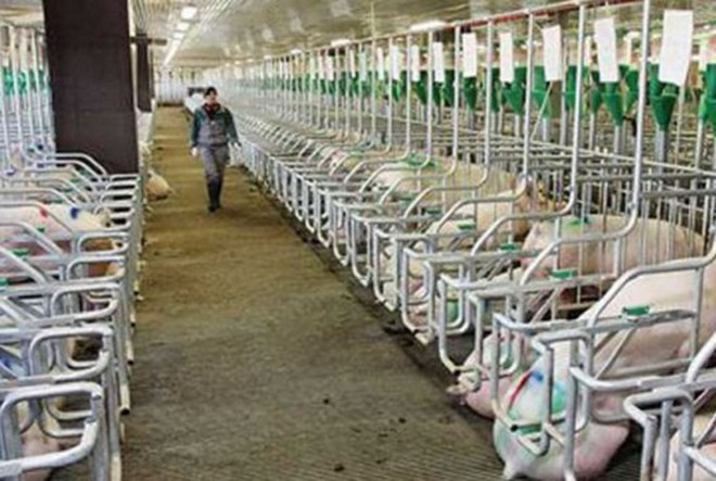 Premier aprueba prorroga del programa de biogás para ganadería ảnh 1