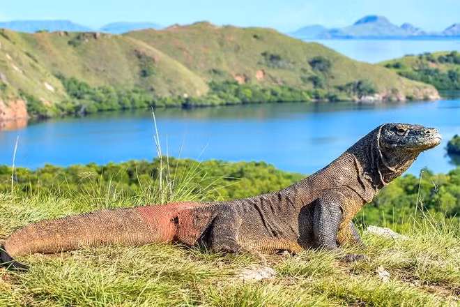 Indonesia cerrará temporalmente islas de dragón de Komodo ảnh 1
