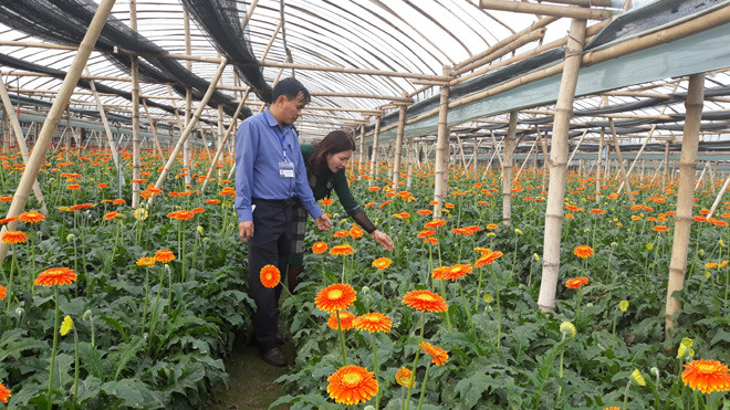 Hanoi destina 495 millones de dólares al programa de nueva ruralidad ảnh 1