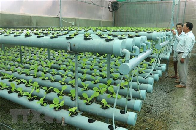 Vietnam e Israel robustecen lazos en la aplicación de tecnologías modernas en agricultura ảnh 1