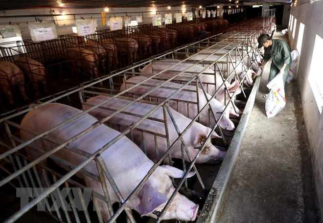 Sector ganadero amplía su cobertura a mercados más grandes ảnh 1 Sector ganadero amplía su cobertura a mercados más grandes ảnh 1