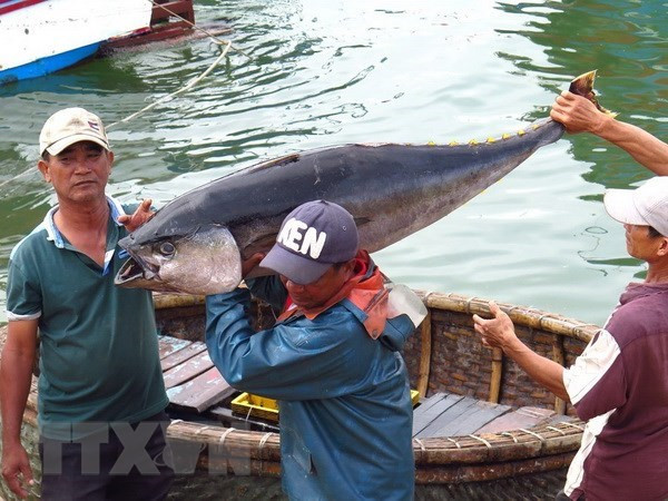 Eurodiputado confía en determinación del gobierno vietnamita contra pesca ilegal ảnh 1 Eurodiputado confía en determinación del gobierno vietnamita contra pesca ilegal ảnh 1