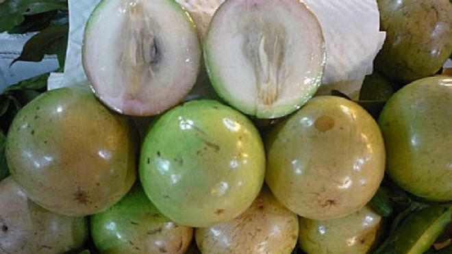 Vietnam continúa exportando caimito a Estados Unidos ảnh 1 Vietnam continúa exportando caimito a Estados Unidos ảnh 1