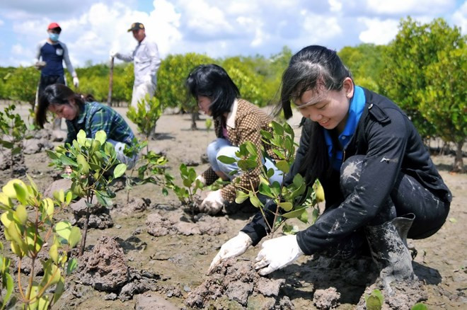 Agricultores vietnamitas se benefician por nuevo modelo de plantación forestal ảnh 1 Agricultores vietnamitas se benefician por nuevo modelo de plantación forestal ảnh 1