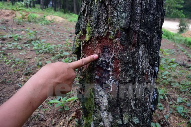Vietnam se esfuerza para proteger variedades de plantas raras ảnh 1