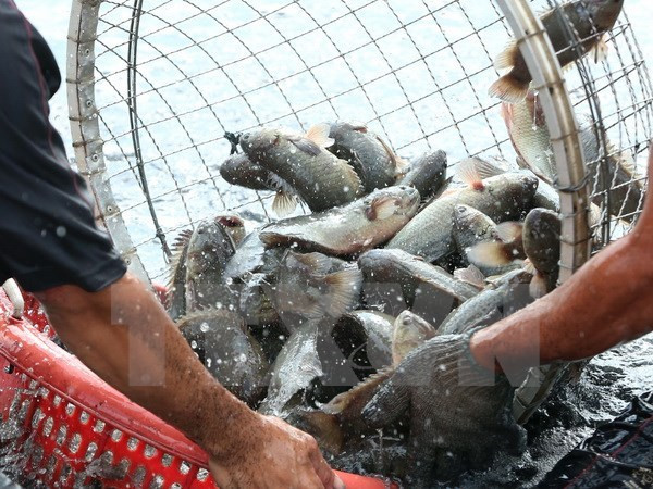 Evalúan en Vietnam las políticas de desarrollo de la acuicultura ảnh 1 Evalúan en Vietnam las políticas de desarrollo de la acuicultura ảnh 1