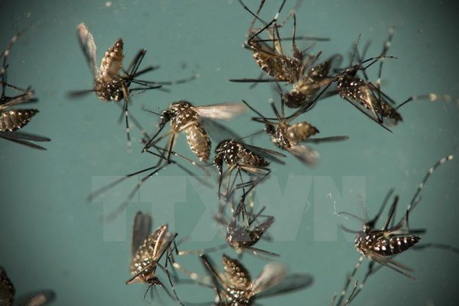 Ninh Binh refuerza medidas preventivas contra dengue ảnh 1
