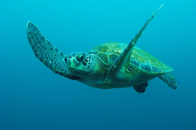 Vietnam: Liberan a tortuga marina en peligro de extinción ảnh 1 Vietnam: Liberan a tortuga marina en peligro de extinción ảnh 1