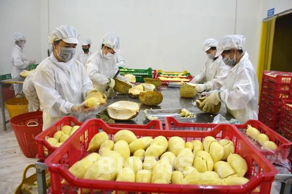 Vietnam registra alto crecimiento en exportaciones de verduras y frutas ảnh 1 Vietnam registra alto crecimiento en exportaciones de verduras y frutas ảnh 1