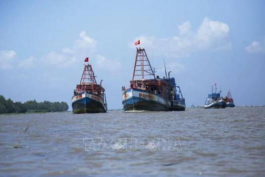 Vietnam trabaja por combatir fuertemente contra la pesca ilegal ảnh 1 Vietnam trabaja por combatir fuertemente contra la pesca ilegal ảnh 1