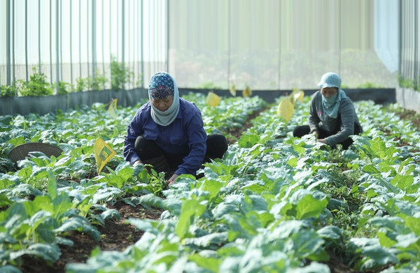 Vietnam busca promover el desarrollo de agricultura orgánica ảnh 1