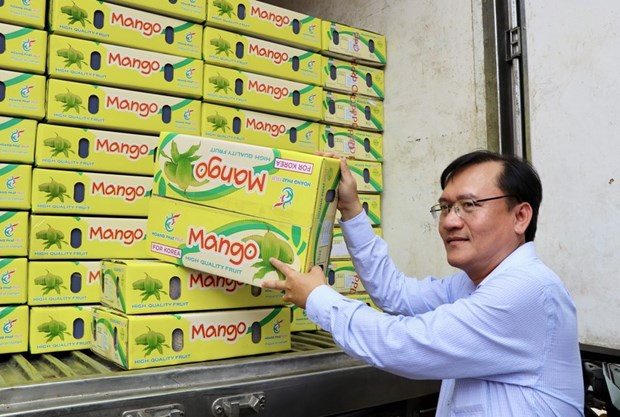 Provincia vietnamita exporta el primer lote de mangos de acacia a Corea del Sur ảnh 1 Provincia vietnamita exporta el primer lote de mangos de acacia a Corea del Sur ảnh 1