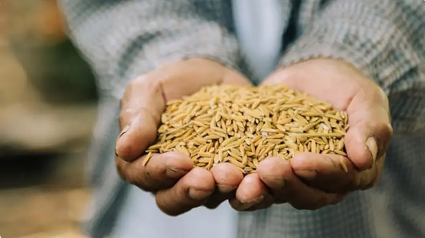 Exportaciones de arroz de Tailandia superarían objetivo para 2024 ảnh 1