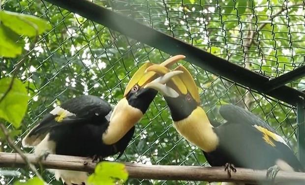 Parque Nacional Phong Nha-Ke Bang recibe 11 animales raros y salvajes ảnh 1