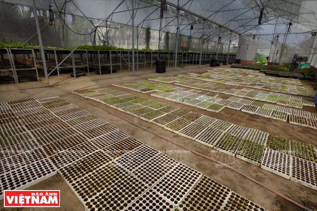 Granja de vegetales orgánicos Canh Cam ảnh 1