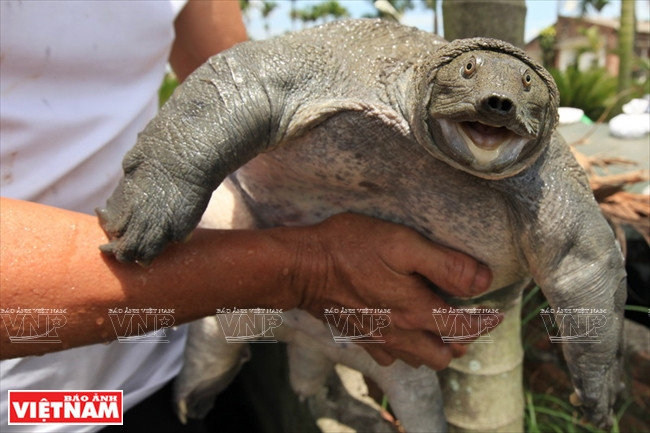 Crianza de tortuga de caparazón blando carunculada en Khai Thai ảnh 1