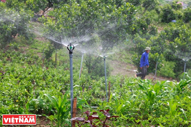 Granja de verduras limpias Hoa Vien ảnh 1 Granja de verduras limpias Hoa Vien ảnh 1