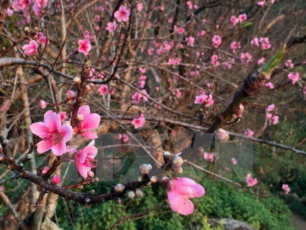 Efectúan encuentros con vietnamita que regresan a la Patria en ocasión del Tet ảnh 1