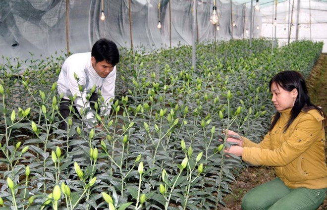Japón apoya a la provincia vietnamita de Lam Dong en desarrollo agrícola ảnh 1 Japón apoya a la provincia vietnamita de Lam Dong en desarrollo agrícola ảnh 1
