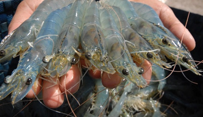 Australia aumenta importación de camarones vietnamitas ảnh 1