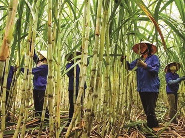Industria azucarera de Vietnam apunta a restaurar producción de caña ảnh 1 Industria azucarera de Vietnam apunta a restaurar producción de caña ảnh 1