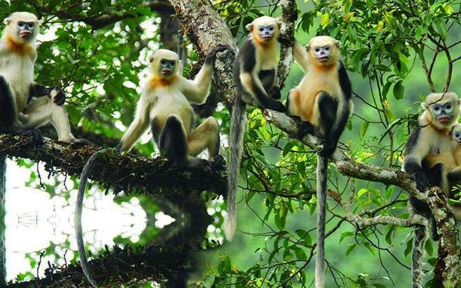 Aumentan conciencia sobre preservación de langur de nariz chata en Vietnam ảnh 2 Aumentan conciencia sobre preservación de langur de nariz chata en Vietnam ảnh 2