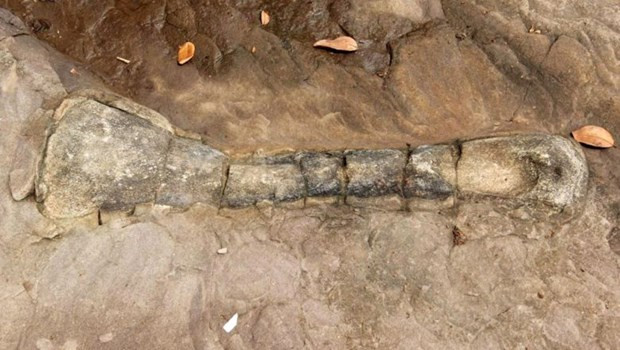 Fósil de dinosaurio encontrado en Camboya ảnh 1 Fósil de dinosaurio encontrado en Camboya ảnh 1