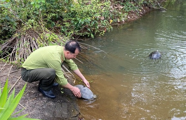 Liberan en Vietnam 112 animales salvajes raros al hábitat natural ảnh 1 Liberan en Vietnam 112 animales salvajes raros al hábitat natural ảnh 1