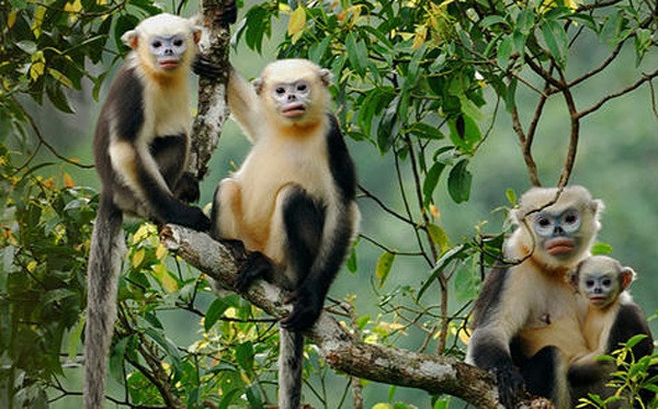 Aumentan conciencia sobre preservación de langur de nariz chata en Vietnam ảnh 1 Aumentan conciencia sobre preservación de langur de nariz chata en Vietnam ảnh 1