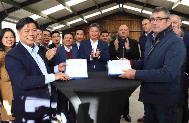 Delegación de Hanoi visita granja de ganado en región Valona ảnh 1 Delegación de Hanoi visita granja de ganado en región Valona ảnh 1