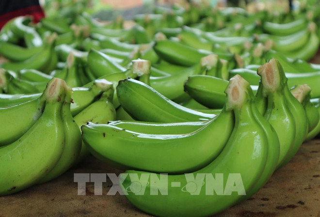Oportunidades para exportación de banana vietnamita al mercado chino ảnh 1 Oportunidades para exportación de banana vietnamita al mercado chino ảnh 1