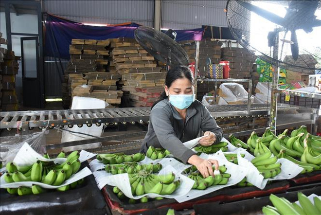 Oportunidades para exportación de banana vietnamita al mercado chino ảnh 2 Oportunidades para exportación de banana vietnamita al mercado chino ảnh 2
