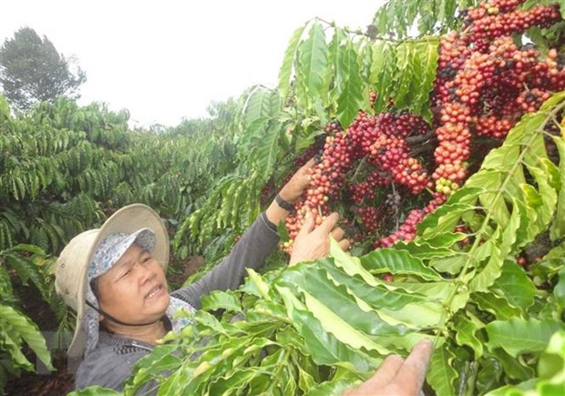 Vietnam y Alemania por impulsar nexos en comercio de café ảnh 1 Vietnam y Alemania por impulsar nexos en comercio de café ảnh 1