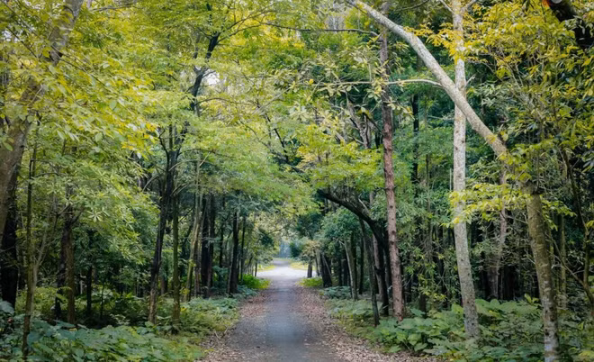 Vietnam implementará programa de desarrollo forestal sostenible para 2021-2025 ảnh 2