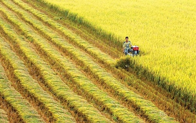 Vietnam y Suiza por impulsar la cooperación en el desarrollo agrícola ảnh 1 Vietnam y Suiza por impulsar la cooperación en el desarrollo agrícola ảnh 1