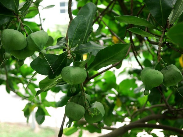 Árboles patrimoniales – hitos de la soberanía en el archipiélago vietnamita de Truong Sa ảnh 1 Árboles patrimoniales – hitos de la soberanía en el archipiélago vietnamita de Truong Sa ảnh 1