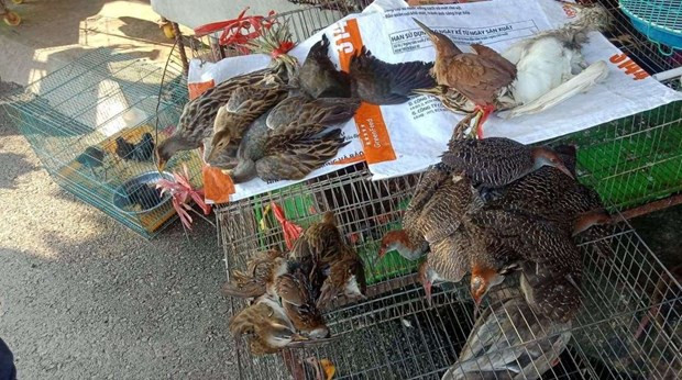 Vietnam por prevenir comercio ilegal de animales silvestres en medio del COVID-19 ảnh 1 Vietnam por prevenir comercio ilegal de animales silvestres en medio del COVID-19 ảnh 1