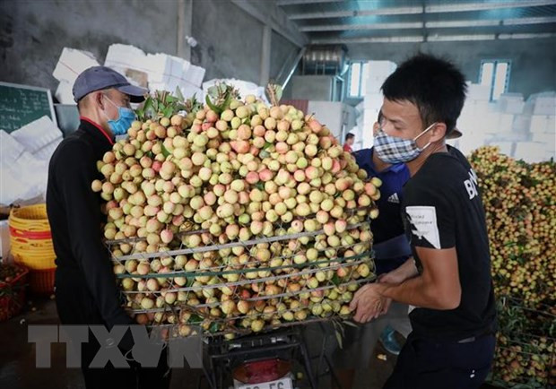 Premier vietnamita insta a respaldar comercialización de productos agrícolas de Bac Giang ảnh 1 Premier vietnamita insta a respaldar comercialización de productos agrícolas de Bac Giang ảnh 1