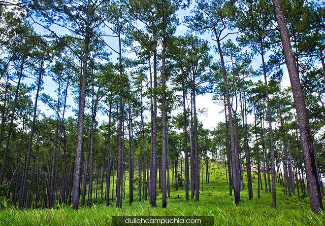 UE concede 3,3 millones de dólares a Camboya para protección forestal ảnh 1