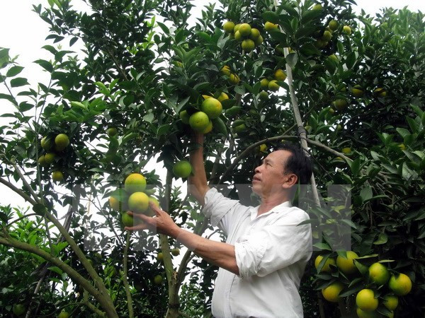 Naranja Vinh: producto nacional protegido en Vietnam ảnh 1
