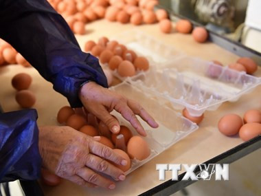 VNA selecciona los diez eventos económicos mundiales más destacados en 2017 ảnh 10