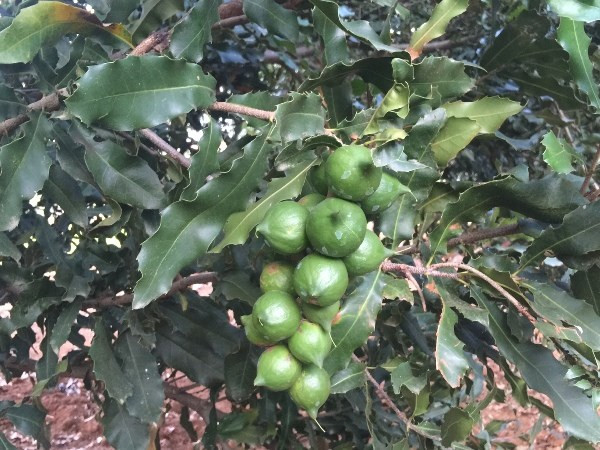 Altiplanicie Occidental alcanza en 2017 logros socioeconómicos alentadores ảnh 1