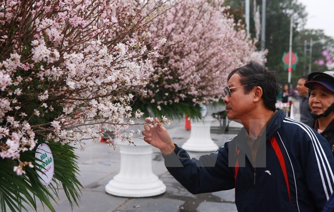 Celebrarán en Hanoi Festival de Flores de Cerezo ảnh 1